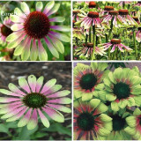 Heirloom Green Envy Echinacea Coneflower Perennial Flowers, 100 seeds, medium-sized flower light fragrant E3849
