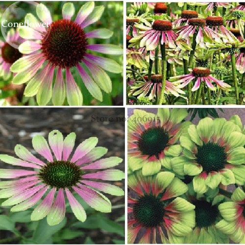 Heirloom Green Envy Echinacea Coneflower Perennial Flowers, 100 seeds, medium-sized flower light fragrant E3849