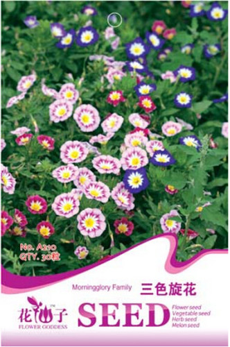 Convolvulus Tricolor Dwarf Morning Glory Seeds, Original Pack, 30 Seeds / Pack, Annual Plant with Solitary Long-stalked Flowers