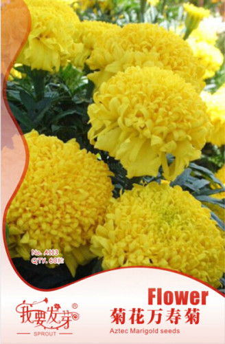 10 Original Packs, 35 seeds / pack, Jumbo Yellow Crackerjack Marigold Seeds