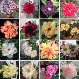 BELLFARM Mixed16 Types Bonsai Adenium Plant*Seeds (no soil), 30pcs/pack, double petals bi-color purely color mixed desert rose