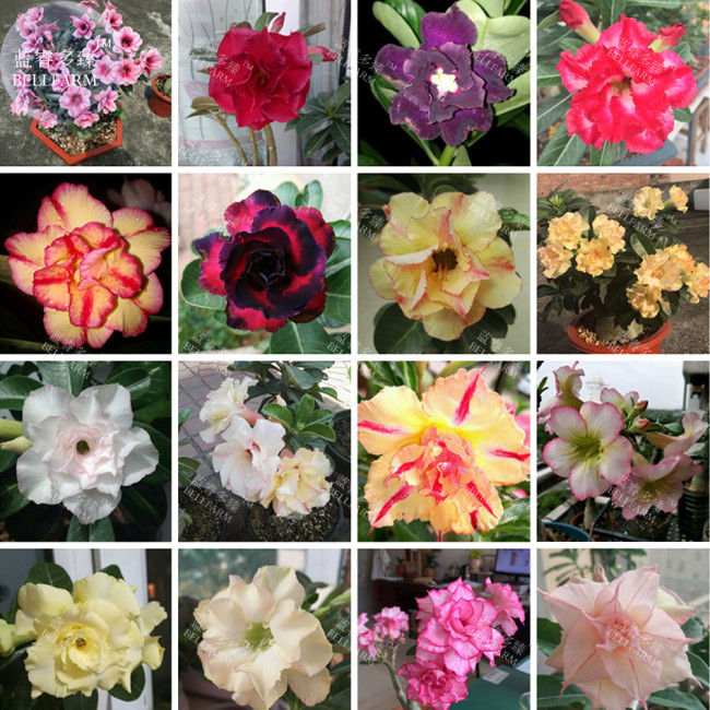 BELLFARM Mixed16 Types Bonsai Adenium Plant*Seeds (no soil), 30pcs/pack, double petals bi-color purely color mixed desert rose