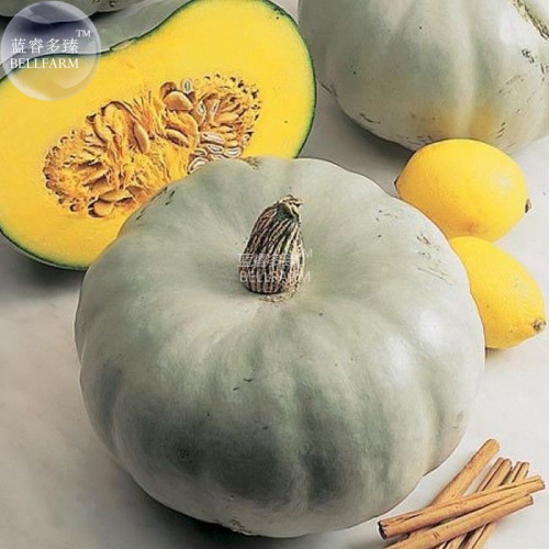 BELLFARM Crown Squash Seeds, 10 Seeds, professional pack, whitish gray skin edible vegetables E4274