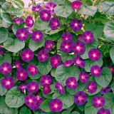 Rare 'Grandpa Ott'  Bright Purple Morning Glory, 50 seeds, heirloom climbing vine plants E3815