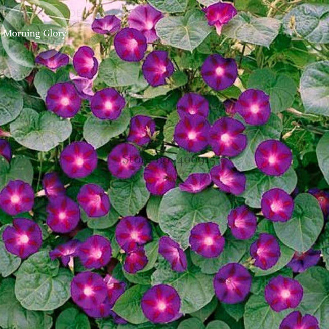 Rare 'Grandpa Ott'  Bright Purple Morning Glory, 50 seeds, heirloom climbing vine plants E3815