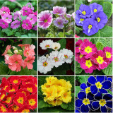 Mixed 9 Types of Evening Primrose, 30 seeds, bonsai beautiful scabish flower E3962