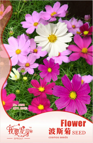 10 Original Packs, 120 seeds / pack, Fresh Coreopsis Seeds Mix Cosmos Flowers