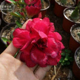 'Black Peacock' Adenium Desert Rose, 2 Seeds, deep red double petals E4011
