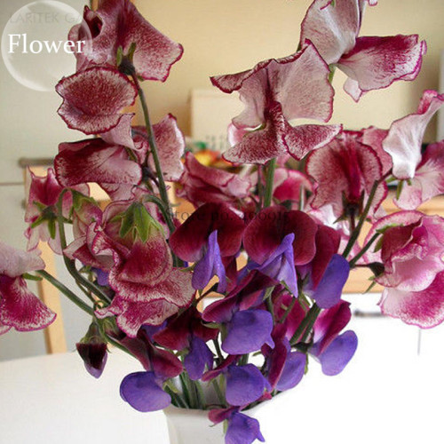 Dark Red Purple Sweet Pea Spencer, 8 seeds, bonsai Lisa Marie cut flowers E3777
