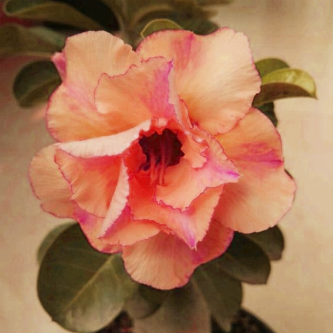 BELLFARM Adenium Orange Petals with Light Purple Stripes Flower Seeds, 2 seeds, professional, 3-layer desert rose