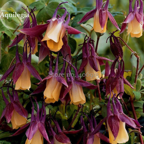 Heirloom 'lantern' Brown Orange Aquilegia Columbine Garden Perennial Flowers, 50 Seeds, compact flowers light up your garden