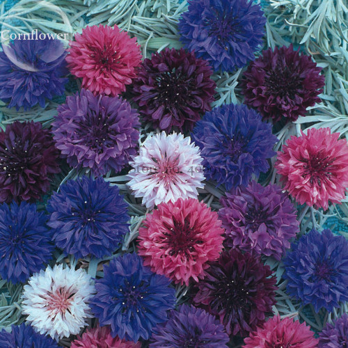 Polka Dot Mix Cornflower, 100 seeds, Annual Corn Flower  E3747