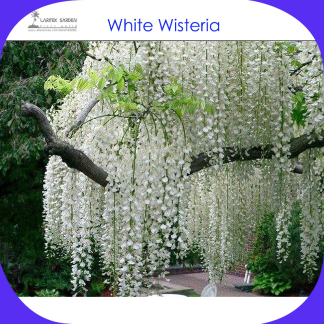 1 Professional Packs, 100 Seeds / Pack, Chinese White Wisteria Rare Heirloom Wisteria Sinensis Alba #LG00002