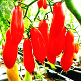 BELLFARM Red Bananas Tomatoes Seeds, 100 Seeds, Professional Pack, Super Sweet Vegetables Interesting Semi-Urban Garden E4180
