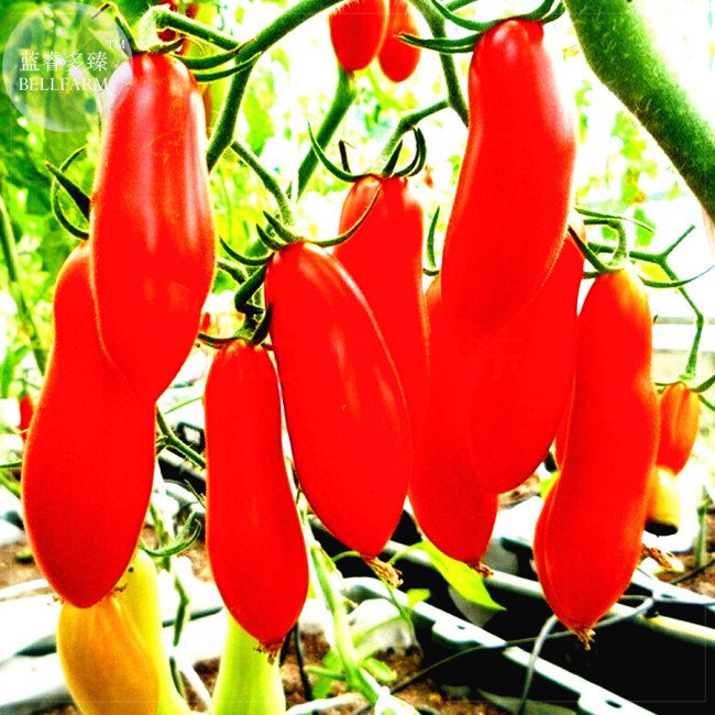 BELLFARM Red Bananas Tomatoes Seeds, 100 Seeds, Professional Pack, Super Sweet Vegetables Interesting Semi-Urban Garden E4180