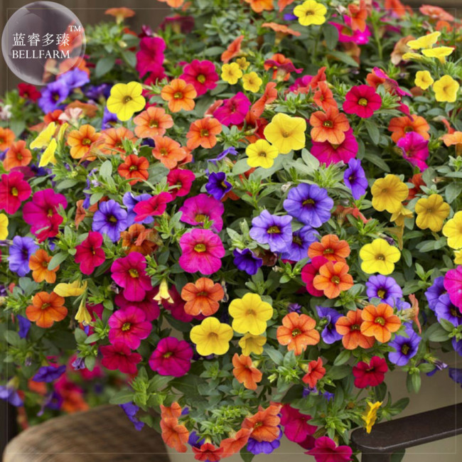'Xiao Jiujin' Hanging Mixed Bonsai Petunia Hybrid Seeds, 200 seeds, professional pack, a must for hanging baskets E4105