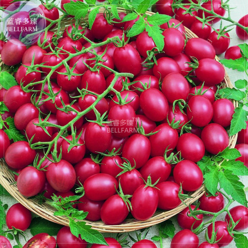 BELLFARM Tomato Cherry 'Rose Red Grape' Fruit Seeds, 100 seeds, professional pack, tasty sweet truss indeterminate fruits
