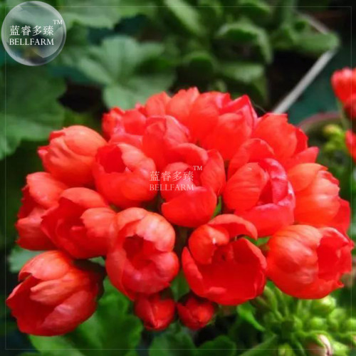 BELLFARM Geranium Fire Red 'Apple Blossom' Bonsai Flowers 20pcs 'Seeds' Petals won't Open Big Blooms Pelargonium Garden