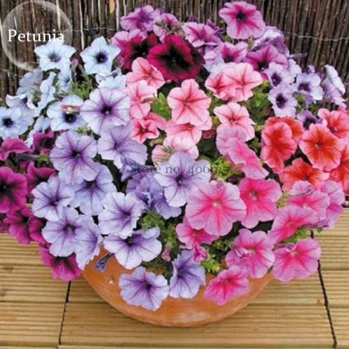 Rare Bonsai Mixed Purple Pink Red White Colors Petunia Superbissima Mixed, 100 seeds, bonsai annual flowers E3751