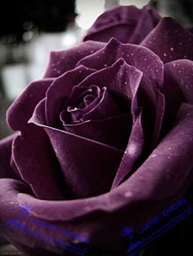 *UNIQUE* Louis Xiv Rose seeds Perennials 200 Seeds Heirloom *EXOTIC*Rare # LT625