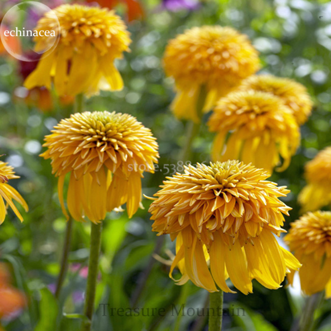Rare Pineapple Sundae Echinacea Coneflowers, 100 Seeds, Yellow Double Flowers Big Blooms TS259T