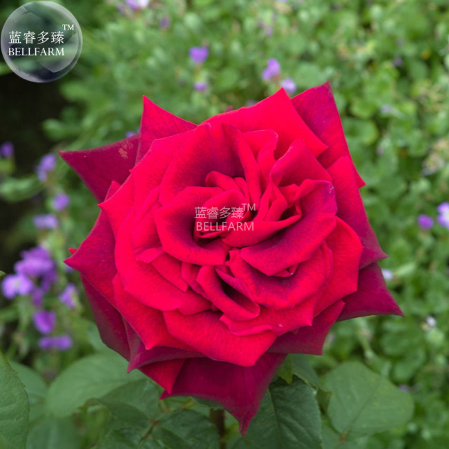 BELLFARM Rose Hybird Rose Flower Seeds, 50 seeds, dark red big blooms diameter flower 14cm BD119H