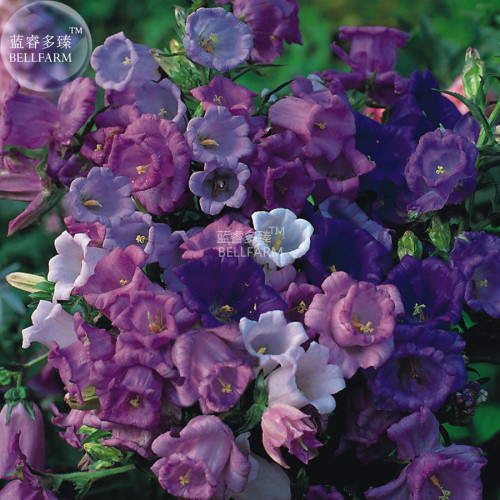 BELLFARM Canterbury Bells Mixed Perennial Flower Seeds, 50 seeds, bonsai cutting home garden flowers E4324I