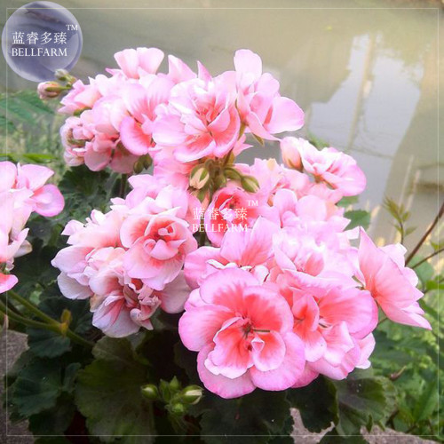 BELLFARM Geranium Bonsai Bright Pink & Red Double Petals Plant*Seeds(no soil), 10pcs/pack, big blooms home garden