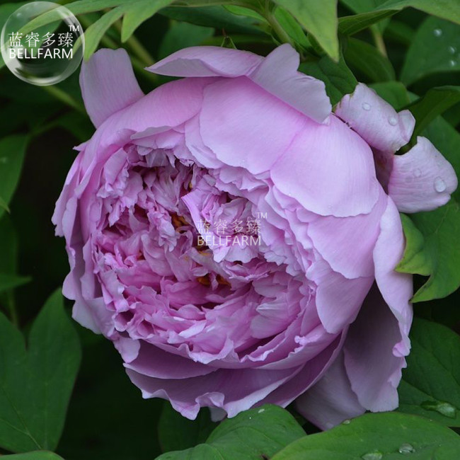 BELLFARM Peony Purple European Rose-typed Flower Seeds, 5 seeds, professional pack, big blooms light fragrant home garden flower