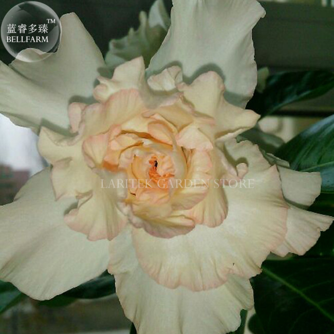 BELLFARM Rare Adenium Seeds, 2 Seeds, light orange 6-layer petals desert rose E4043