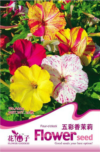 1 Original Pack, 20 seeds / pack, FOUR O'CLOCK MIX SEEDS ORGANIC BEAUTIFUL VIVID REDISH COLORED BLOOM