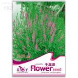 Beautiful Lythrum Salicaria Flowers Seeds, 50 seeds, easy to grow hardy high medicinal value of aquatic plants A122