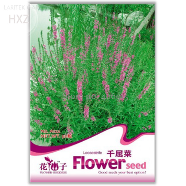 Beautiful Lythrum Salicaria Flowers Seeds, 50 seeds, easy to grow hardy high medicinal value of aquatic plants A122