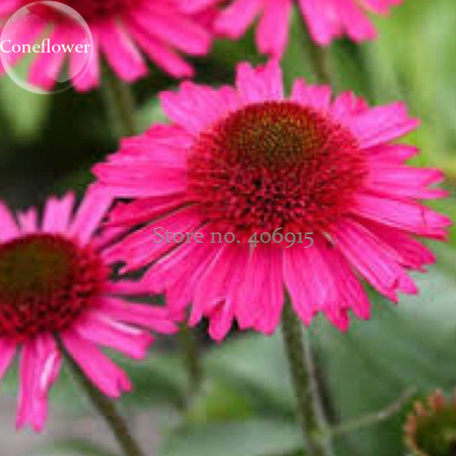 Rare Deep Pink Echinacea Purpurea Coneflower Flowers, 100 Seeds, fragrant attract butterflies light up your garden E3719