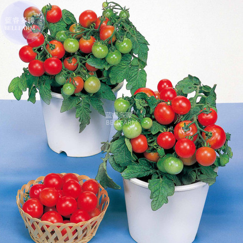 BELLFARM Bonsai Cherry Tomato Red Round Fruit Seeds, 100 seeds, professional pack, tasty dwarf tomato indoor home garden plants