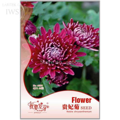 Noble Chrysanthemum Seeds Balcony Potted Flowers Chrysanthemum Seeds, Original Pack, 20 seeds, ornamental flower IWSA290