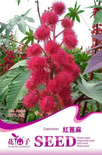 5 Original Packs, 6 seeds / pack, Red Castor Oil Plants, Herbs Ricinus Communis