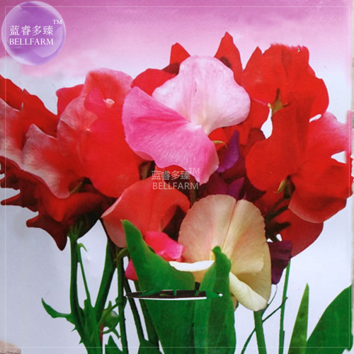 BELLFARM Sweet Pea Mixed Flower Seeds, 10 seeds, original pack, fragrant annual herb flowers