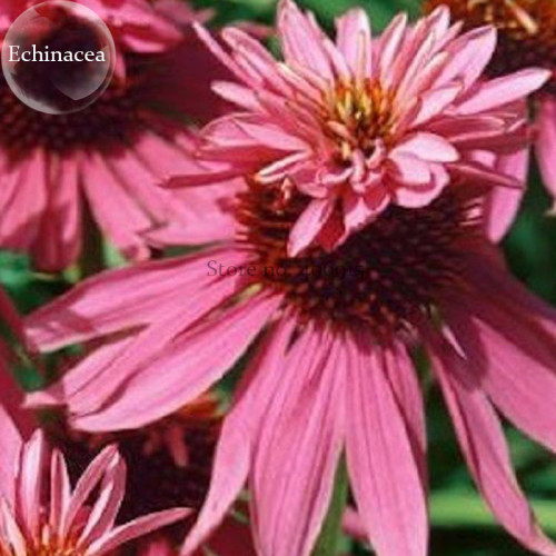 Heirloom Echinacea Purpurea 'Gongji' Light PinkDouble Decker Coneflowers, 100 seeds, perennial easy to grow E3848