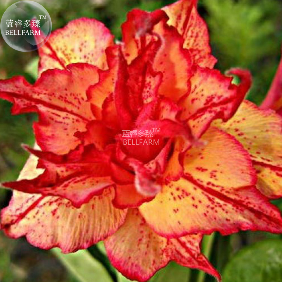 Desert Rose 本体 Adenium Obesum Desert Rose 
