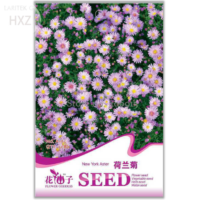New York Aster Flower Seeds, Original Package, 50 seeds, balcony patio potted indoor seasons easy to plant flower seeds A165