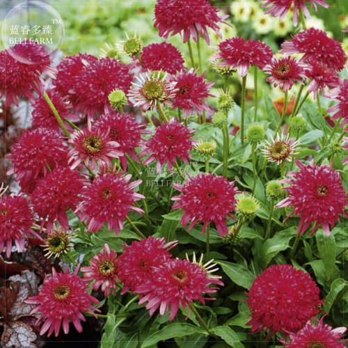 BELLFARM Echinacea 'Cranberry Cupcake' Red Bonsai Coneflowers, 200pcs 'seeds'  large, cranberry-coloured flowers