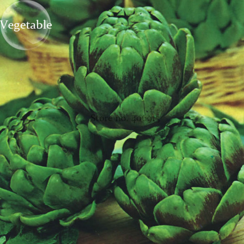 Green Globe Italian Artichoke,  4 seeds, open pollinated vegetables E3931