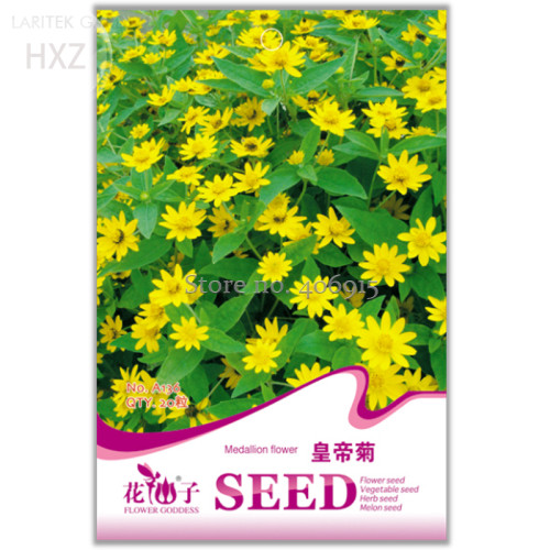 Melampodium Paludosum Flower Seeds, 20 seeds, easy to plant beautiful ornamental flowers balcony patio potted indoor plant A136
