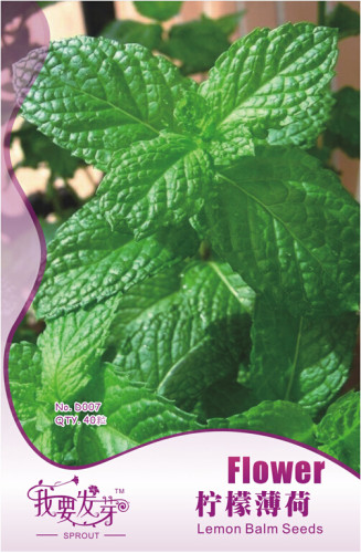 Heirloom Lemon Balm Herb Seeds, Original Pack, 40 Seeds / Pack, Mentha Citrata Lemon Mint E3289