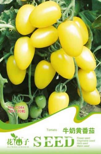 Rare Milky Yellow Cherry Tomato Organic Seeds, Original Pack, 20 Seeds / Pack, Very Tasty Juicy Sweet Fruit C086
