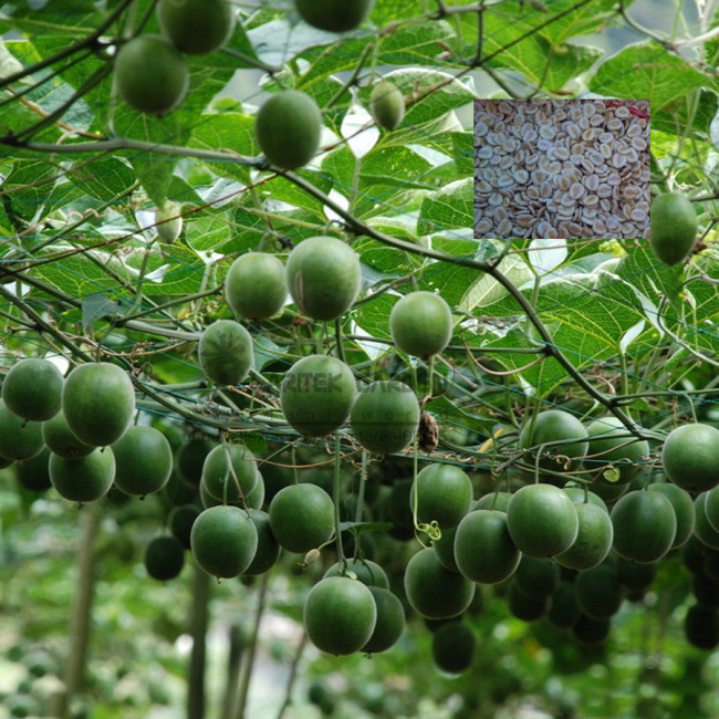BELLFARM Luo Han Guo Siraitia Grosvenorii Bonsai, 10pcs/pack, heirloom fruitseeds
