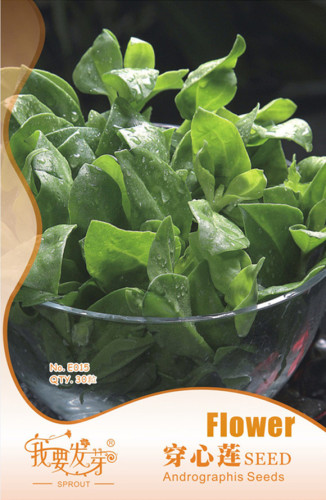 Original Pack, 30 Seeds / Pack, Andrographis Paniculata Seed Annual Organic Herbs #NF481
