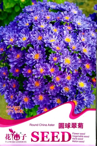 Blue Round China Aster Perennial Flower Seeds, Original Pack, 30 Seeds / Pack A273