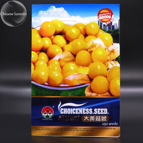Heirloom Physalis alkekengi Yellow Chinese Lantern Bladder Cherry Big Fruit Seeds, Original Pack, 250 Seeds, winter cherry